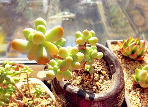 多肉植物夏天怎么养护
