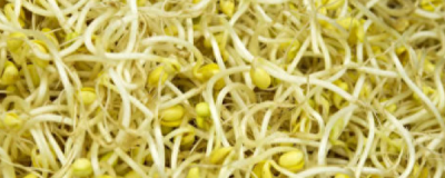 黄豆芽怎样生豆芽快 黄豆芽发芽的全过程