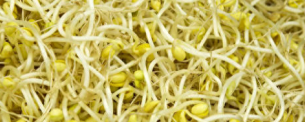 黄豆芽怎样生豆芽快
