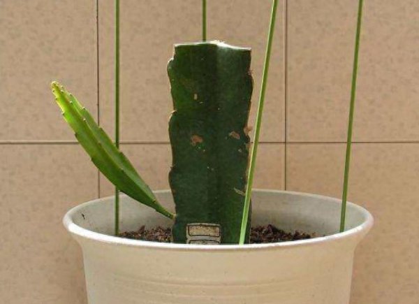 火龙果如何修剪枝条