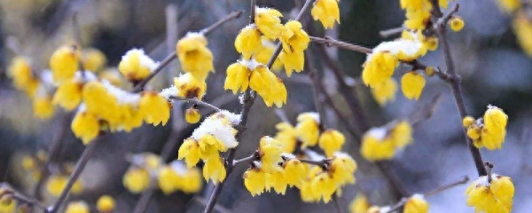 腊梅花盆景枝条怎么修剪