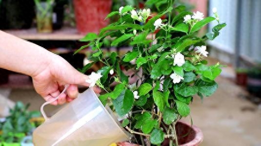 如何制作花肥营养土