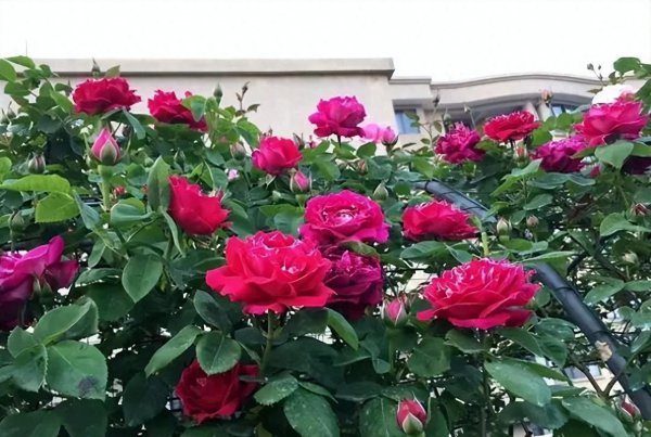 盆栽月季夏天怎么养护