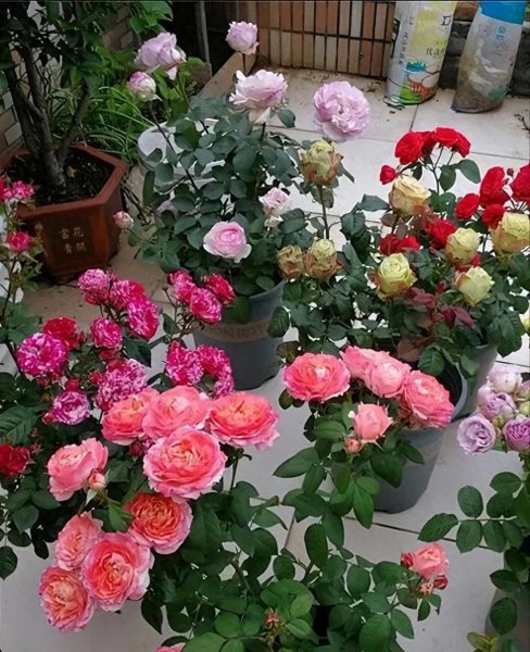盆栽月季夏天怎么养护