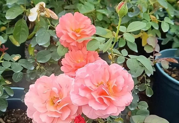 盆栽月季夏天怎么养护