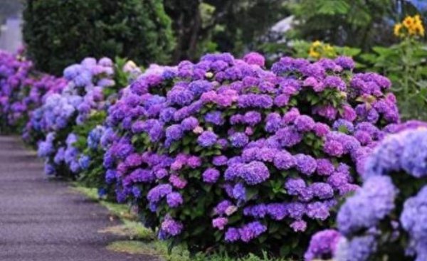 绣球花怎么养才能更旺盛