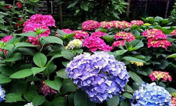 绣球花怎么养才能更旺盛