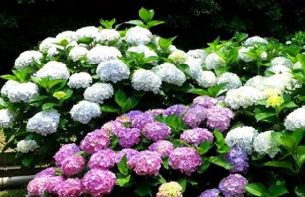 绣球花怎么养才能更旺盛