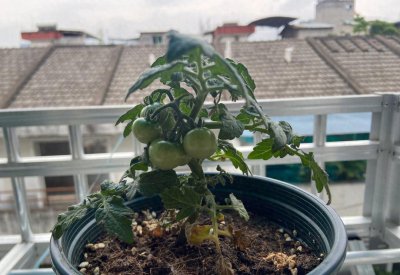 小番茄盆栽如何种植 小番茄种植技术和管理