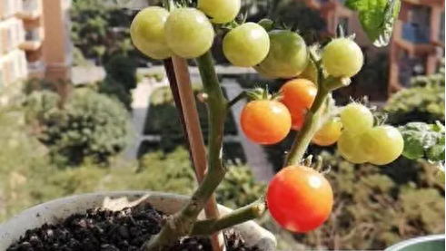 小番茄盆栽如何种植