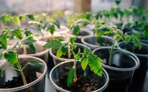 小番茄盆栽如何种植