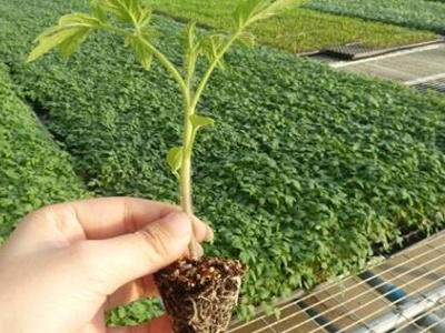 盆栽西红柿的种植方法