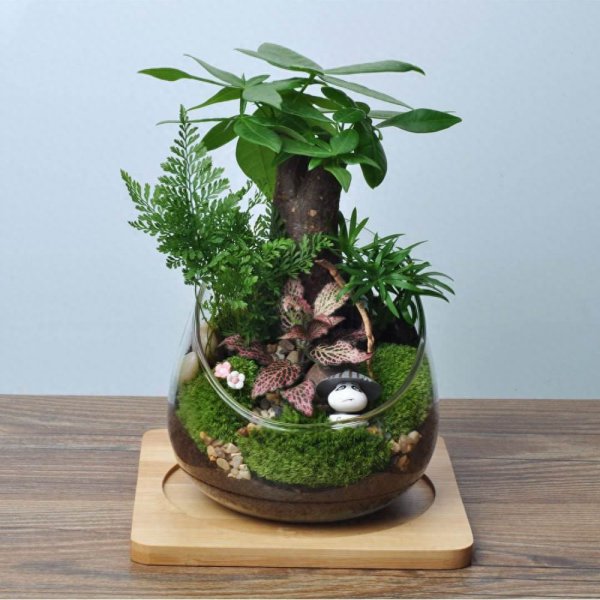 苔藓盆景怎么养护