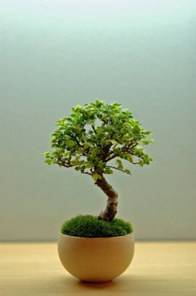 苔藓盆景怎么养护