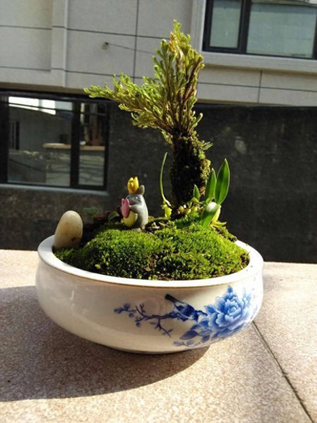 苔藓盆景怎么养护