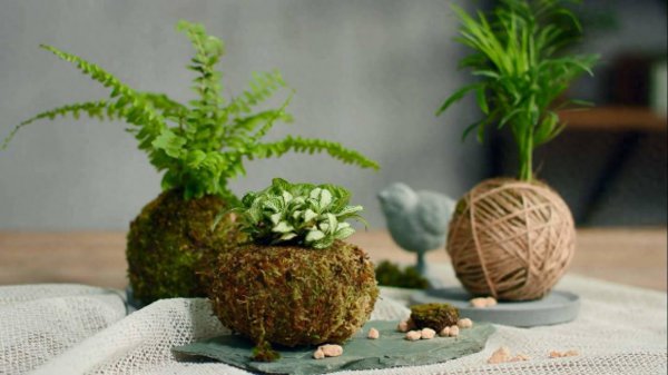 苔藓盆景怎么养护