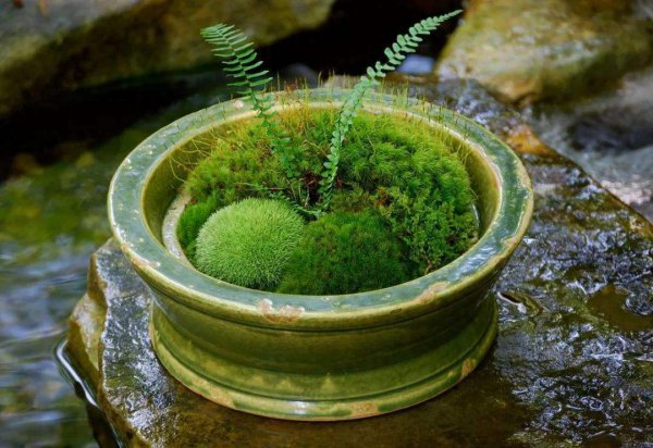 苔藓盆景怎么养护