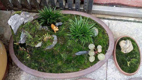 苔藓盆景怎么养护