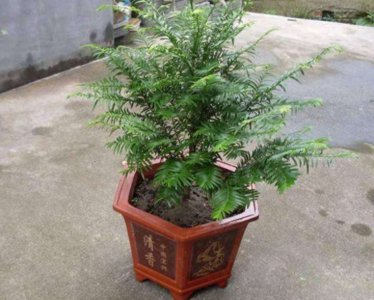 红豆杉怎样养才能养得好 红豆杉的养护与管理