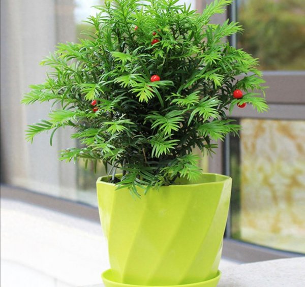 红豆杉怎样养才能养得好
