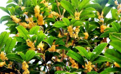 盆栽桂花怎么养才长得好 盆栽桂花的养护小窍门