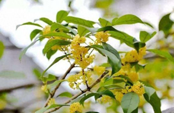 盆栽桂花怎么养才长得好