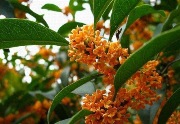 盆栽桂花怎么养才长得好