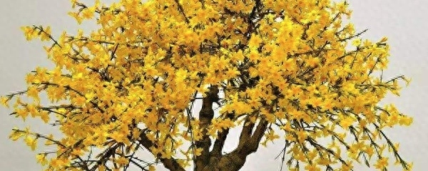 迎春花盆景如何养护