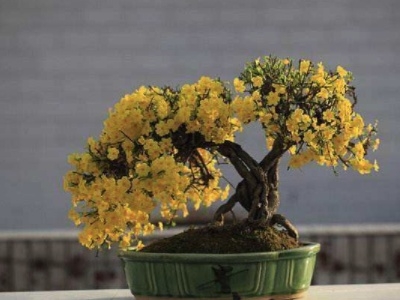 迎春花盆景如何养护