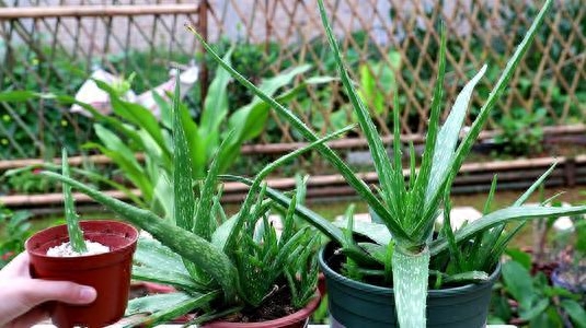 如何养殖芦荟盆栽