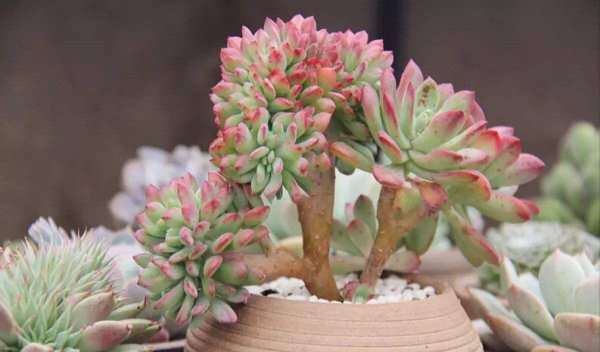 多肉植物怎么养