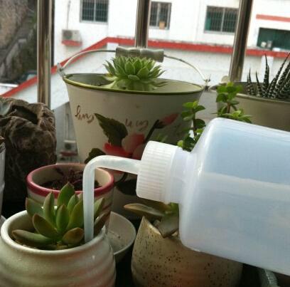 多肉植物怎么养