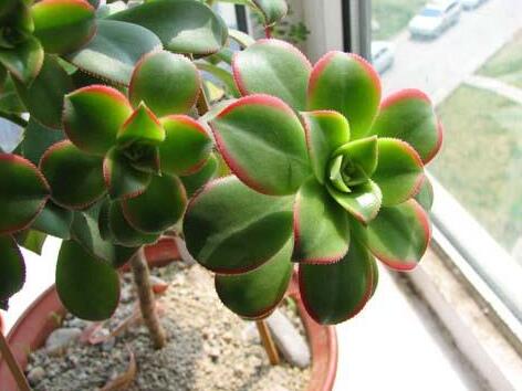 多肉植物怎么养