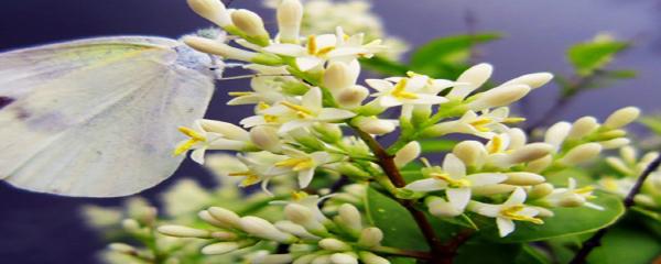 米兰花怎么养才长得好
