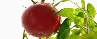 盆栽西红柿怎么养 西红柿的种植方法和管理技术
