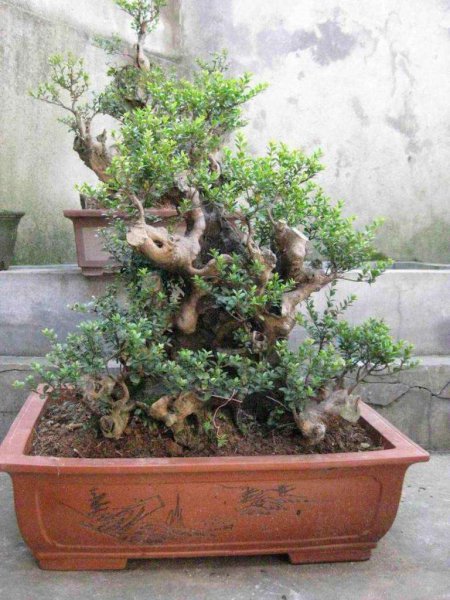 赤楠盆景怎么养