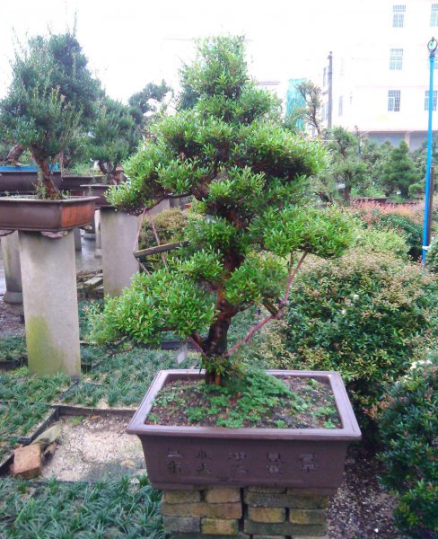 赤楠盆景怎么养