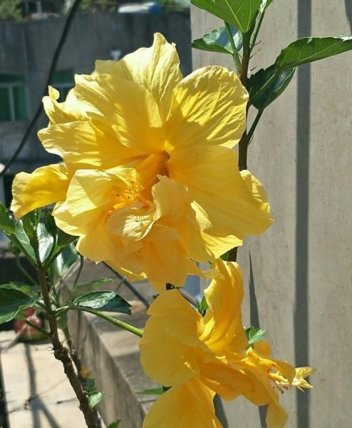 扶桑花的养殖方法