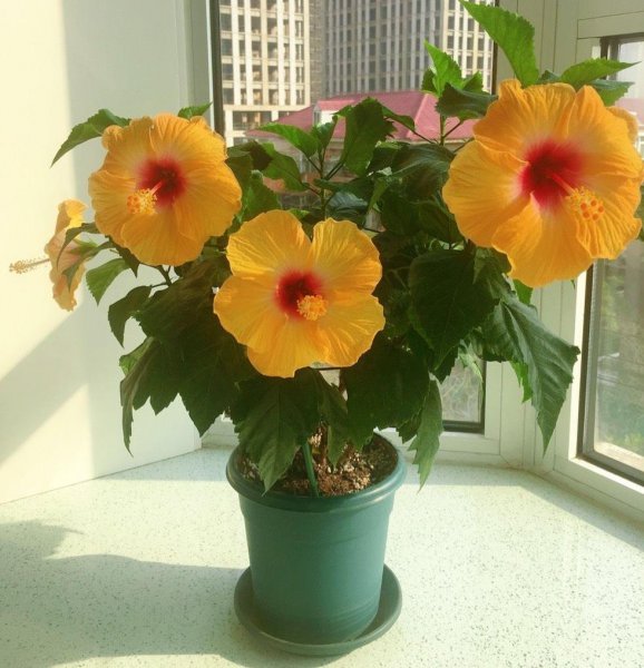 扶桑花的养殖方法