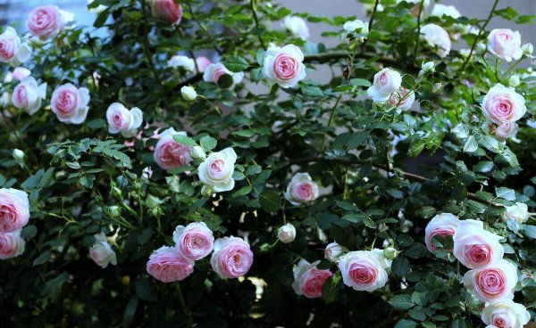 月季花品种有哪些