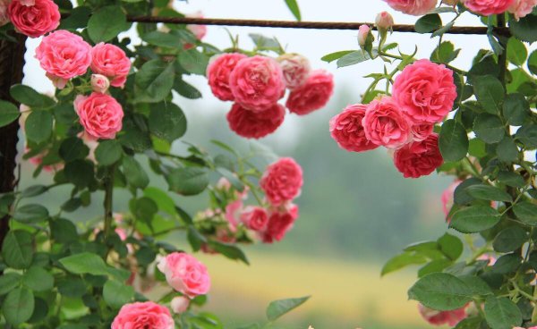 月季花品种有哪些