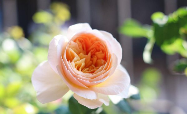 月季花品种有哪些