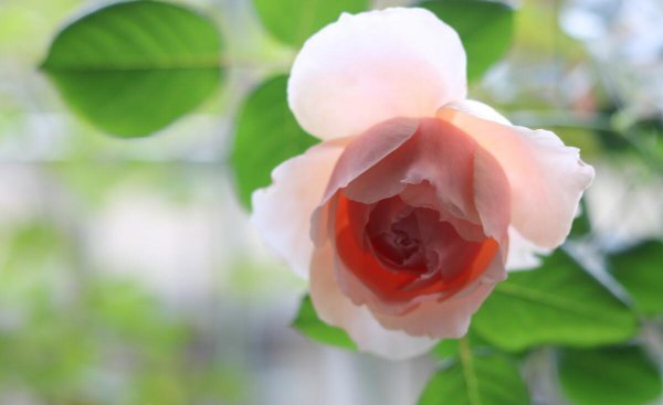 月季花品种有哪些