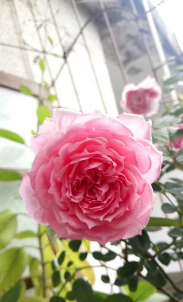 月季花品种有哪些