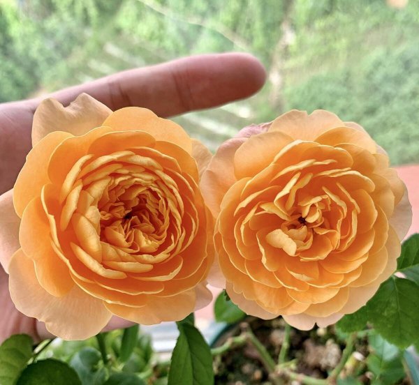 月季花品种有哪些