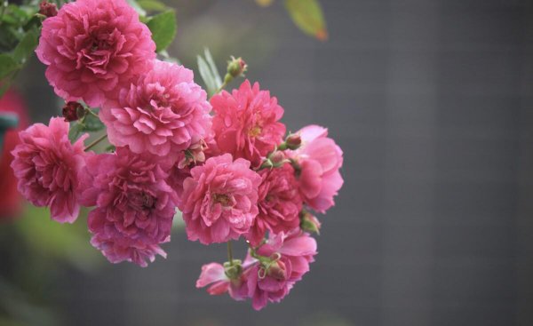 月季花品种有哪些