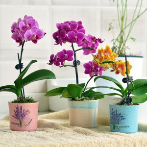 蝴蝶兰怎样浇水 盆栽蝴蝶兰浇水技巧