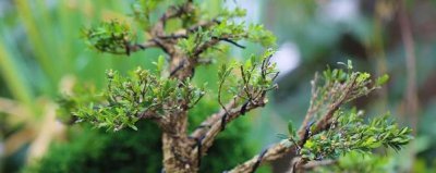 黄杨盆景怎么养 黄杨盆景种植方法与技巧