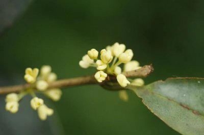 桂花品种知多少 | 品种欣赏——早银桂