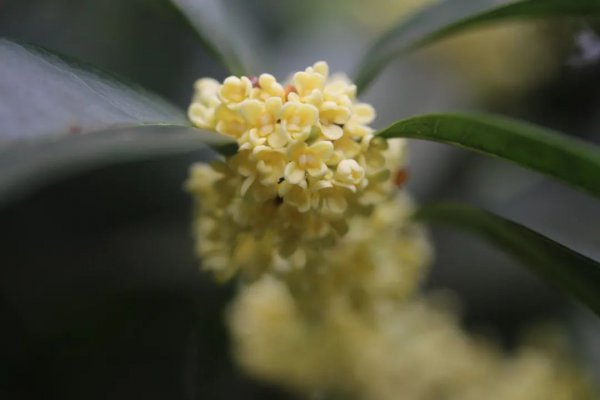 桂花品种知多少